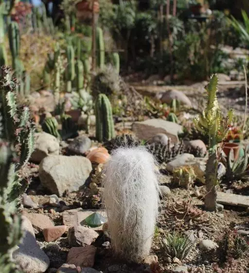 Aamiaismajoitus (B&B) Los Cactus De Islón