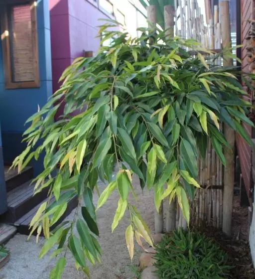 Aamiaismajoitus (B&B) Los Cactus De Islón