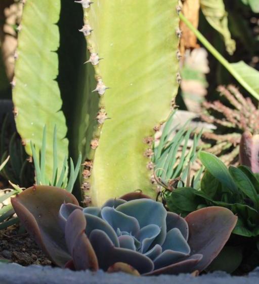 צימר Los Cactus De Islón