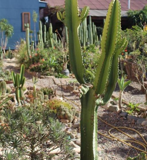צימר Los Cactus De Islón