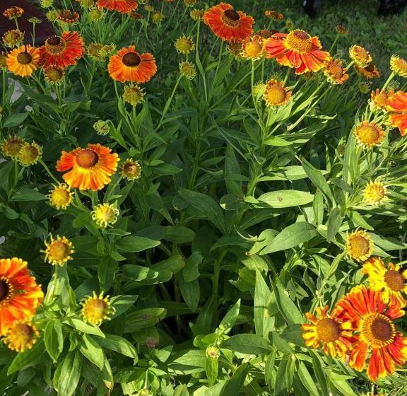 پانسیون Casa Albert Valea Avrigului