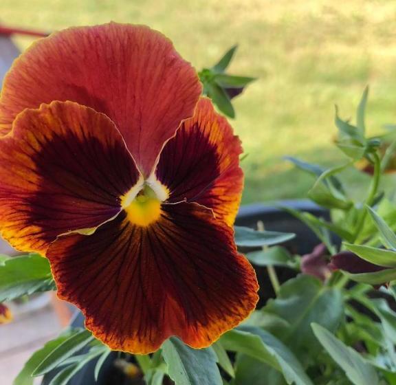 پانسیون Casa Albert Valea Avrigului