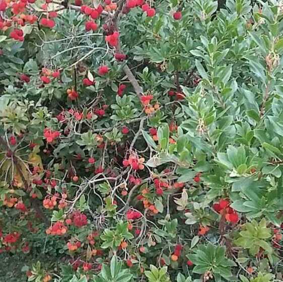 مبيت وإفطار Lou Mas Du Figuier