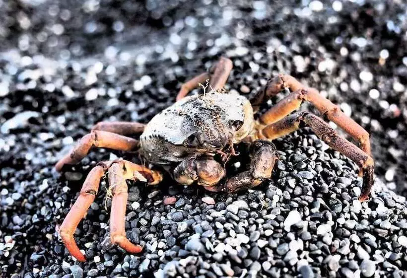 پانسیون Granastaðir Guesthouse