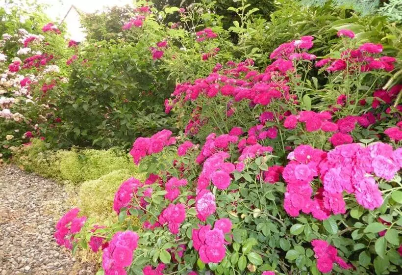 Aamiaismajoitus (B&B) Pension Zur Rose