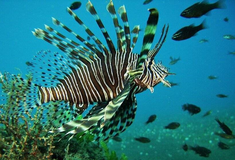 مبيت وإفطار Nalika Beach Resort & Restaurant   Adults Only