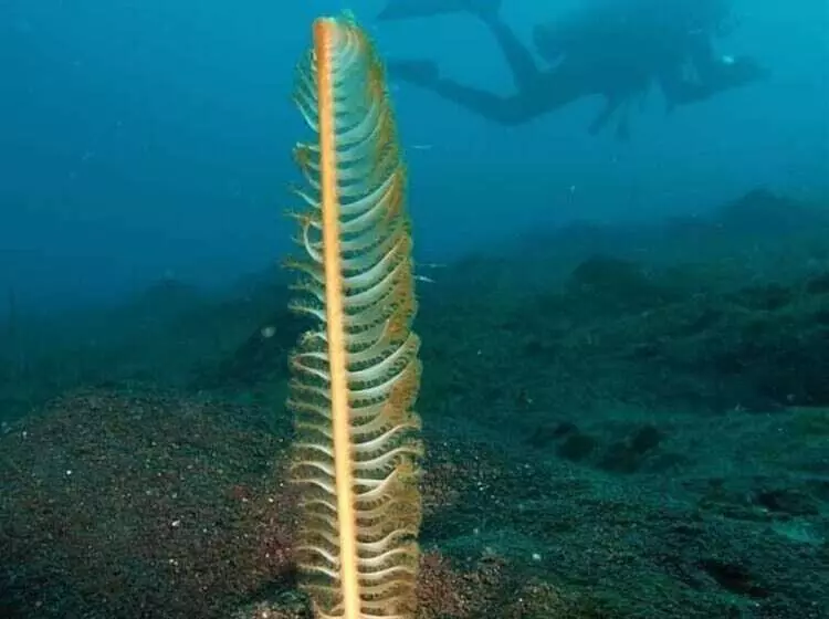 Aamiaismajoitus (B&B) Nalika Beach Resort & Restaurant   Adults Only