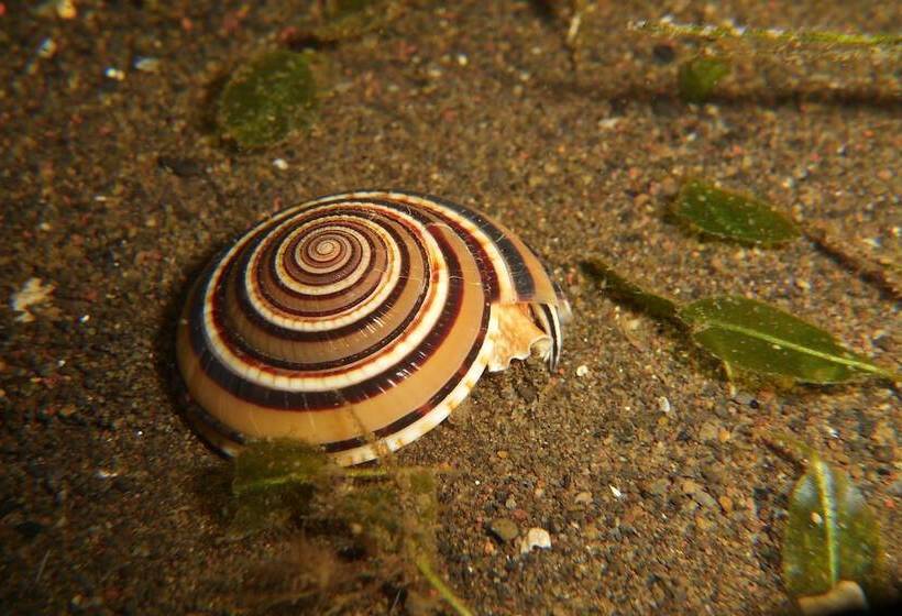 مبيت وإفطار Nalika Beach Resort & Restaurant   Adults Only