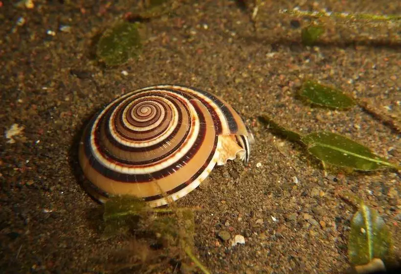 Aamiaismajoitus (B&B) Nalika Beach Resort & Restaurant   Adults Only