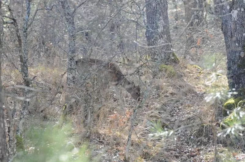 Casas Rurales Tiscar