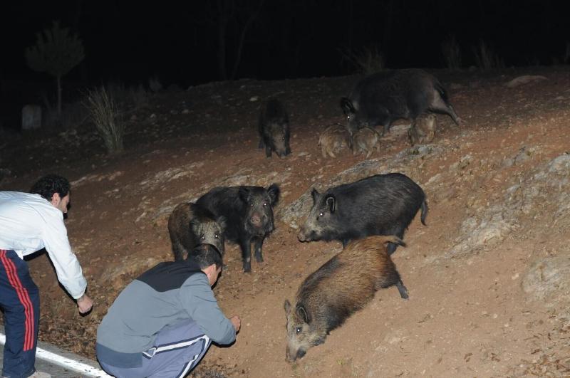 Casas Rurales Tiscar