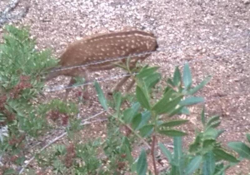 Casas Rurales Tiscar