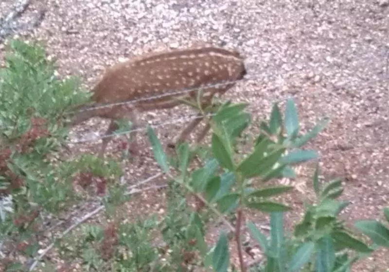 Casas Rurales Tiscar