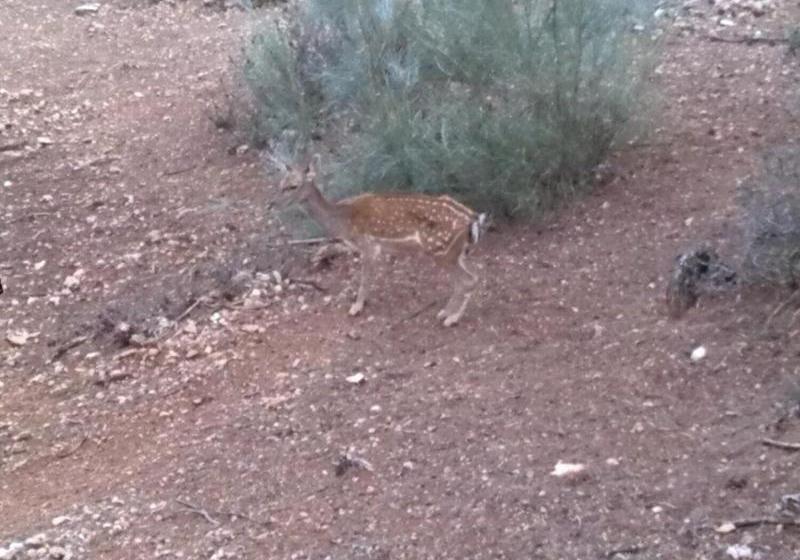 Casas Rurales Tiscar