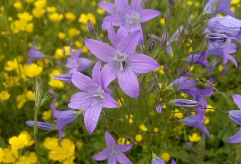 Maatilamatkailu Ilomäki