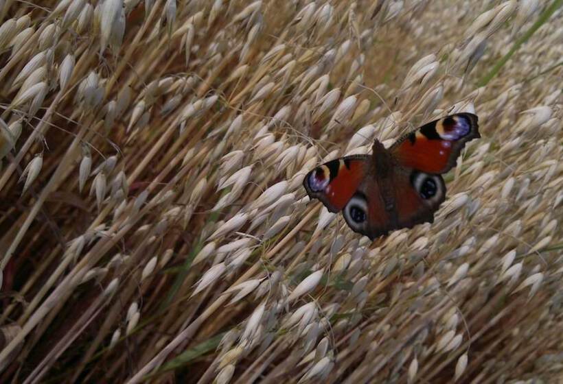 Maatilamatkailu Ilomäki