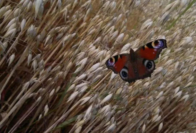 Maatilamatkailu Ilomäki