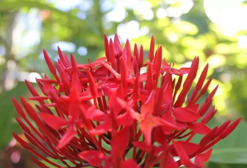 ペンション Jepun Bali Homestay Sanur
