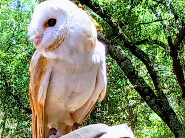 Majatalo Vila Mafra  Grill Terrace