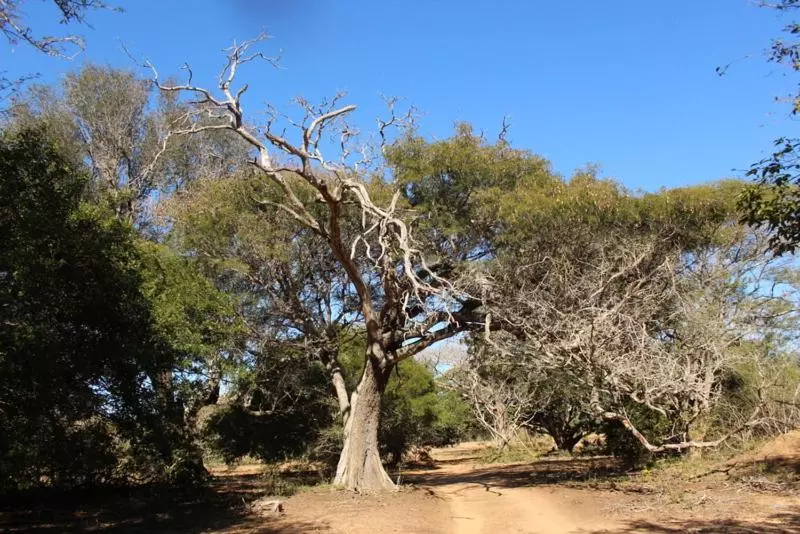 Majatalo Hideaways Lazuli Bush Lodge, Hluhluwe