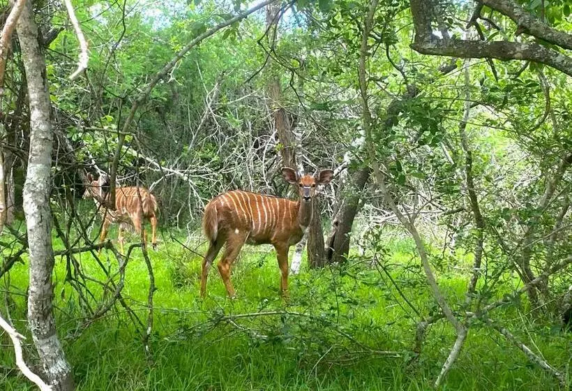 Majatalo Hideaways Lazuli Bush Lodge, Hluhluwe