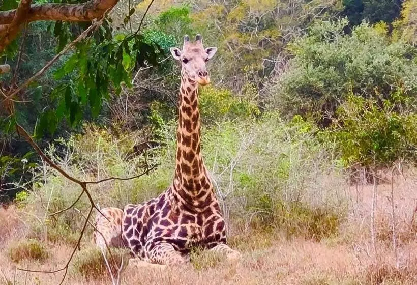 Majatalo Hideaways Lazuli Bush Lodge, Hluhluwe