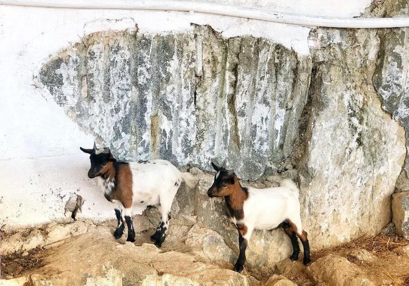 Oliveirinha Country House