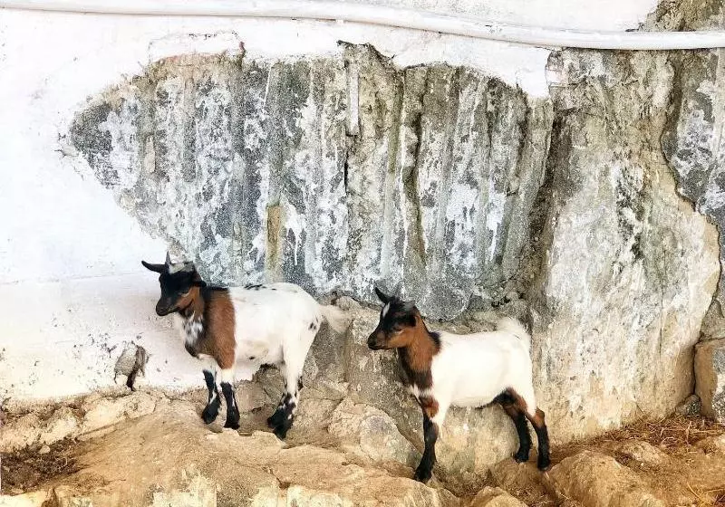 Oliveirinha Country House