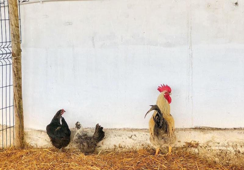 Oliveirinha Country House