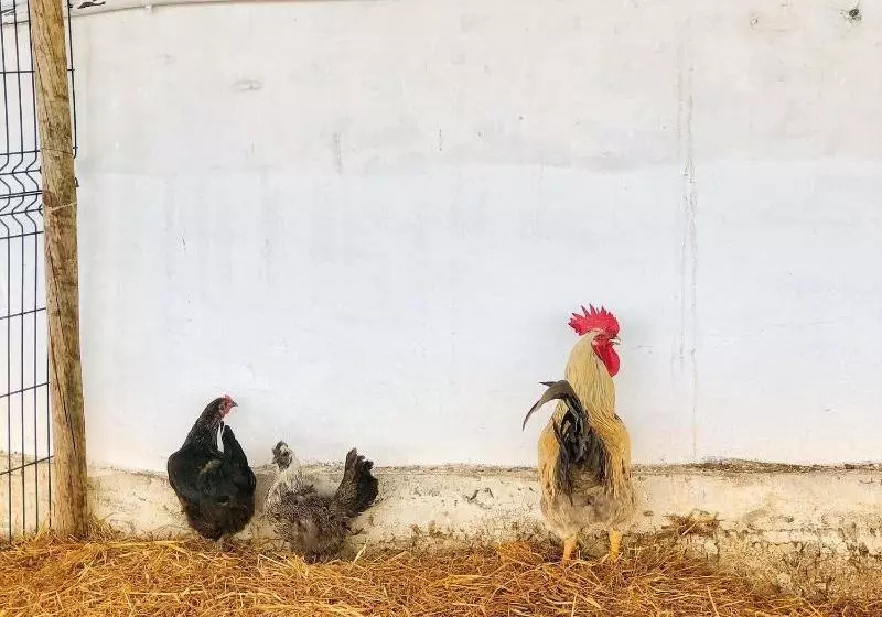 Oliveirinha Country House