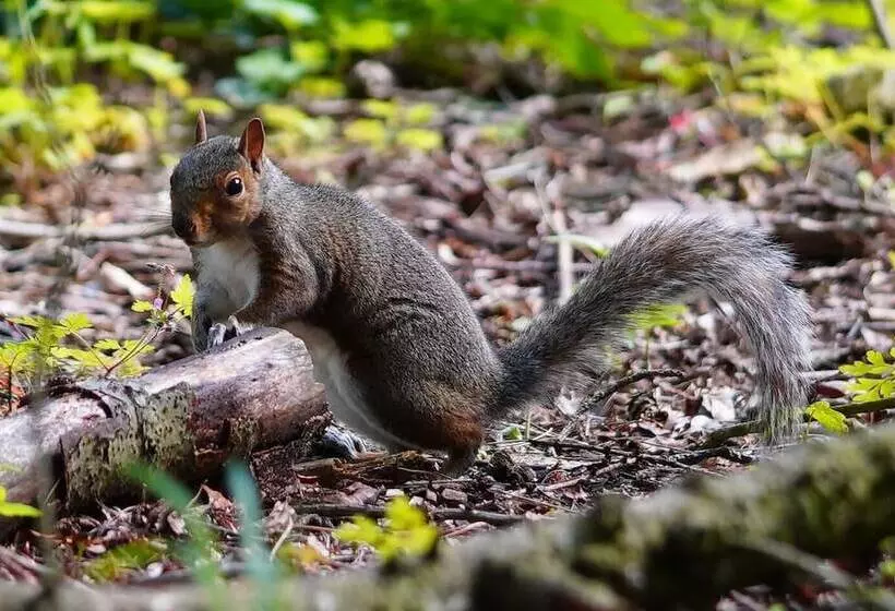 Linwater Holiday Park