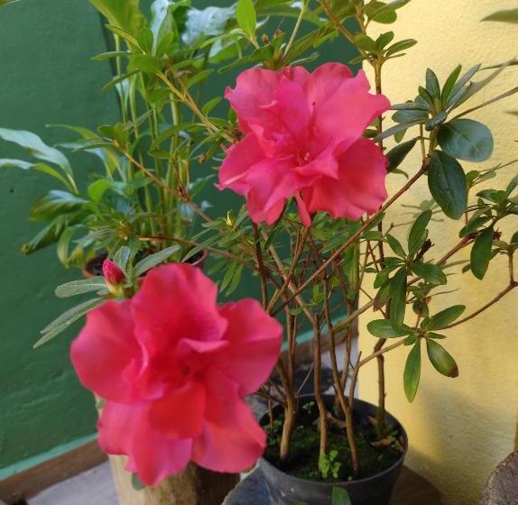 پانسیون Suites Brilho Do Sol