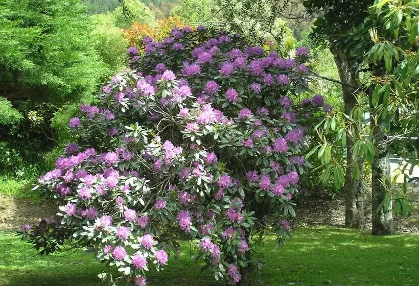 Motelli Bucket Tree Lodge