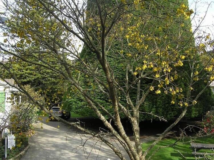 モーテル Bucket Tree Lodge