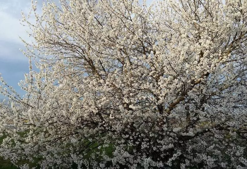 ベッドアンドブレックファースト Au Dessus De Parady