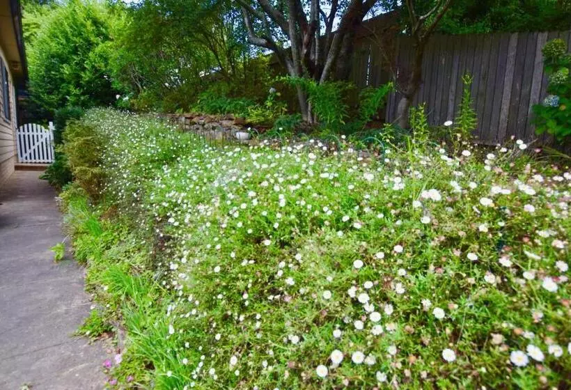 Raspberry Terrace Of Leura