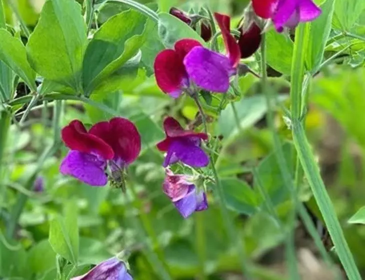 Majatalo Domaine Les Bruyères