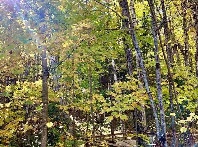 Hauser S Bayfield Cabin