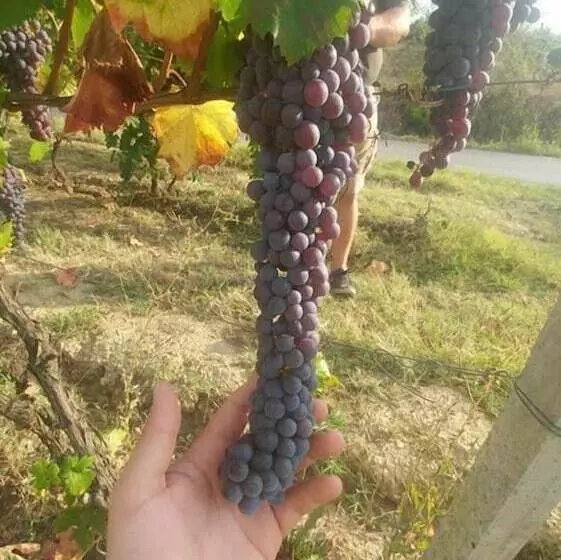 Hotelli Agriturismo Ridaroca