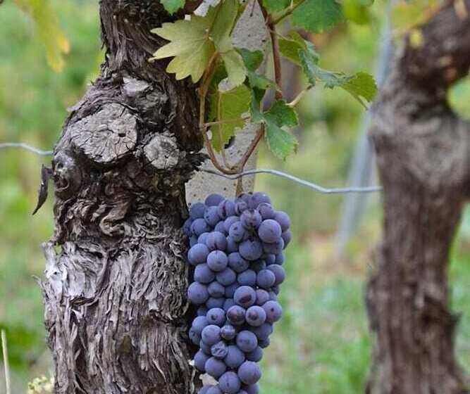 هتل Agriturismo Ridaroca