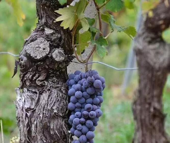 Hotelli Agriturismo Ridaroca