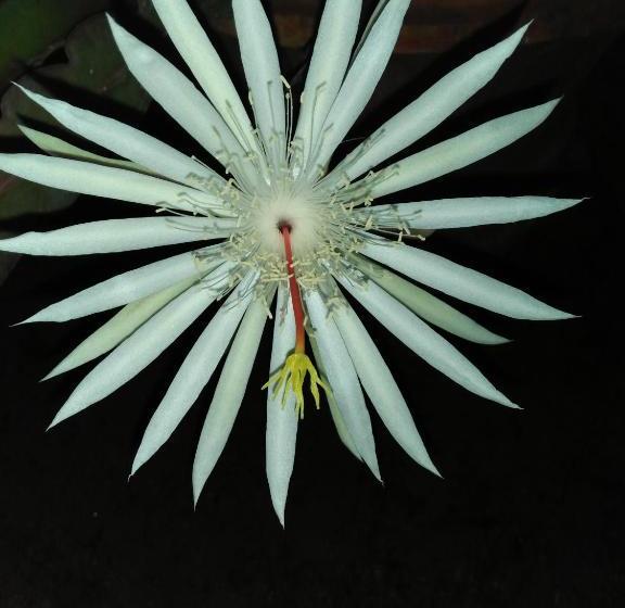 Pensão Tissa Rainbow Guest & Yala