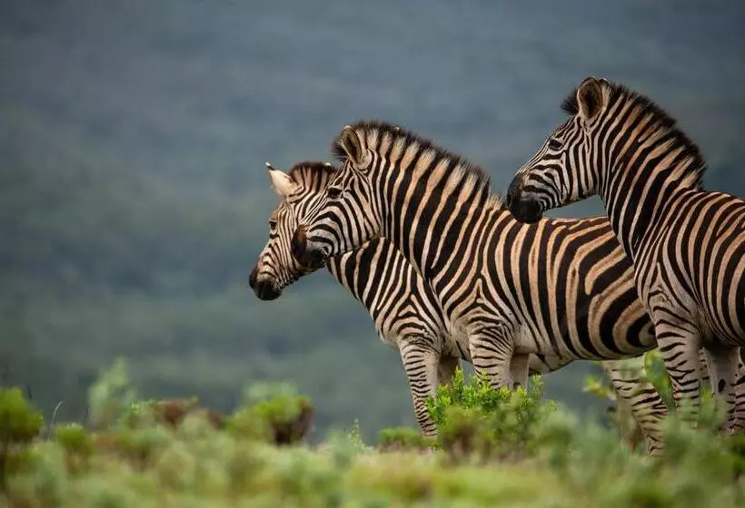 هتل Intle Boutique