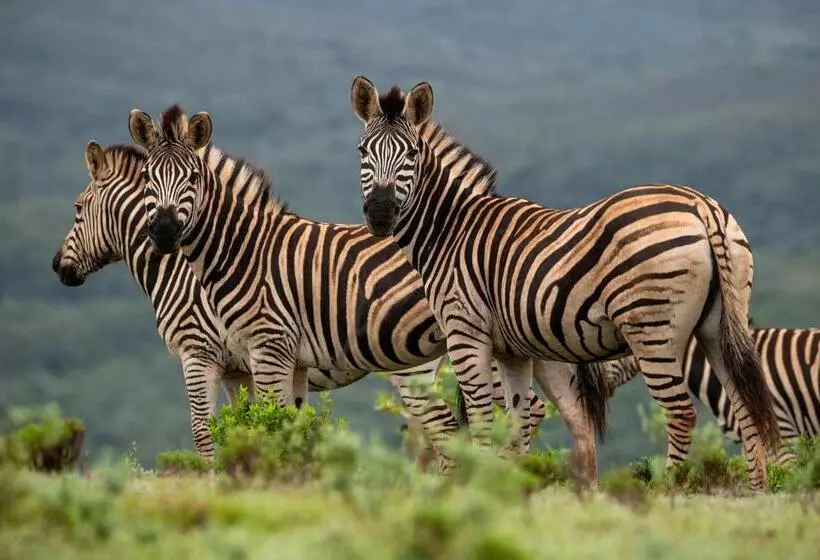 هتل Intle Boutique