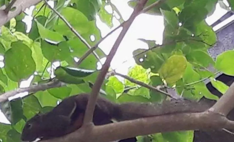 Aamiaismajoitus (B&B) Berakit Bay Resort