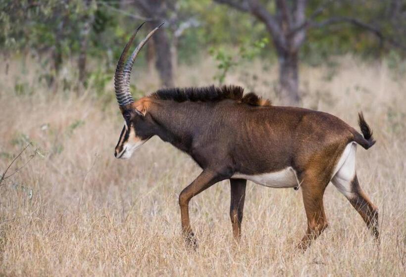 ホテル Abelana River Lodge