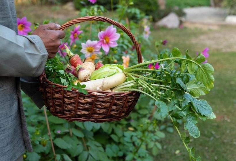 Hotel Blusalzz Collection   Siddha Wellness Village, Faridabad   Haryana