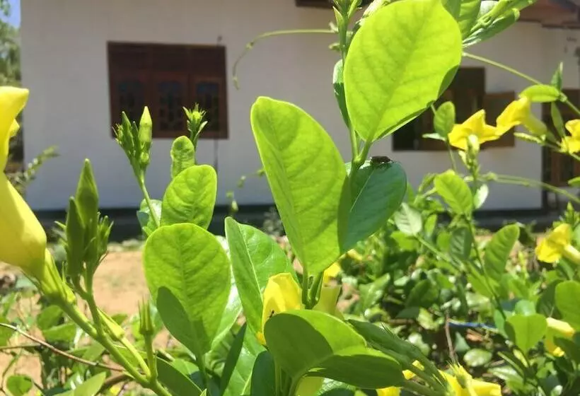 ペンション Kalindu Residence