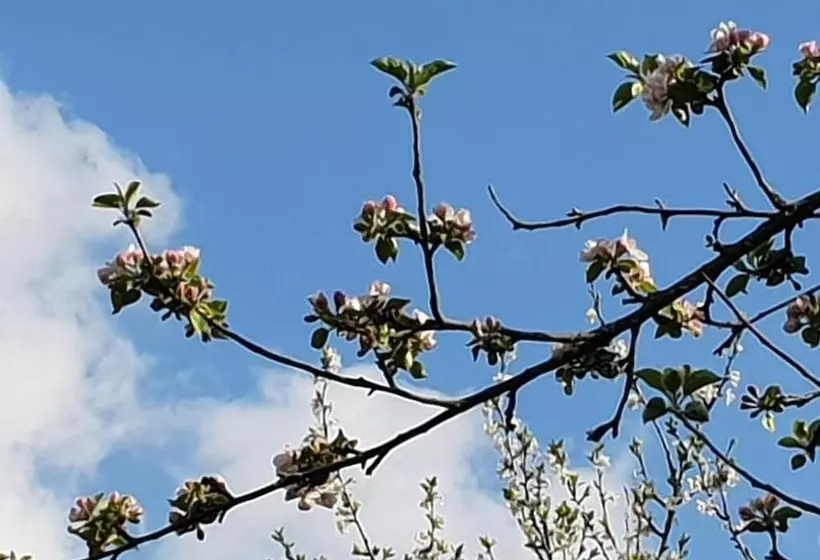 Aamiaismajoitus (B&B) A Bella Scusa