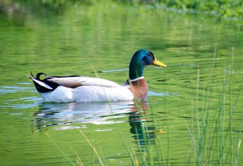 Bed and Breakfast L Ecrin Du Segala La Roulotte